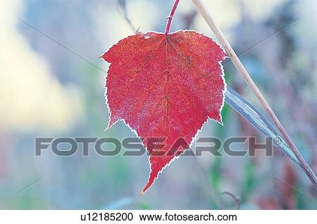 Close-Up, Day, Focus On Foreground, Leaf View Large Photo Image Stock Image - Close-Up, Day, Focus On Foreground, Leaf. Fotosearch