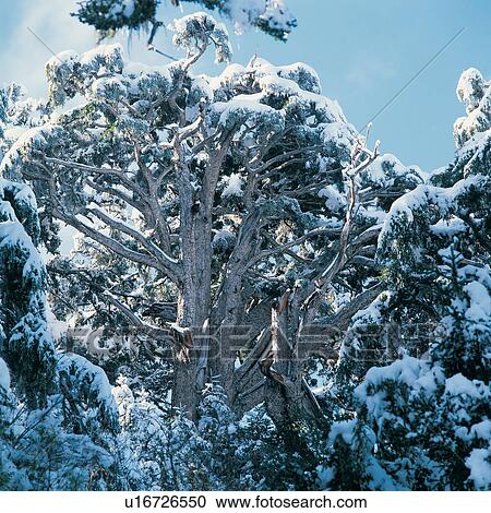 Day, Forest, Frozen, Generic Location, Landscape View Large Photo Image Stock Image - Day, Forest, Frozen, Generic Location, Landscape. Fotosearch