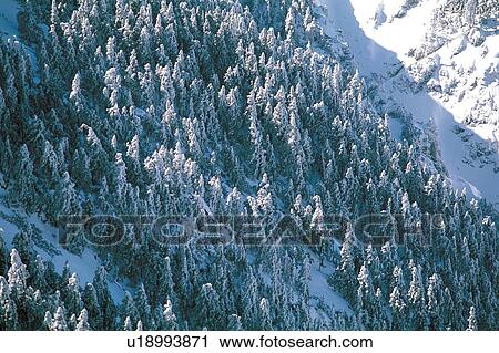 Stock Image - Day, Generic Location, Forest, Aerial View. Fotosearch