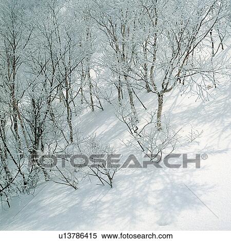 Day, Non-Urban Scene, Branch, Bare Tree, Cold, Outdoor View Large Photo Image Stock Photography - Day, Non-Urban Scene, Branch, Bare Tree, Cold, Outdoor. Fotosearch