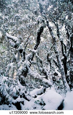 Forest, Polar Landscape, Generic Location, Outdoor, White World View Large Photo Image Stock Image - Forest, Polar Landscape, Generic Location, Outdoor, White World. Fotosearch
