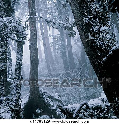 Generic Location, Fog, Branch, Day, Plant, Forest View Large Photo Image Stock Photo - Generic Location, Fog, Branch, Day, Plant, Forest. Fotosearch
