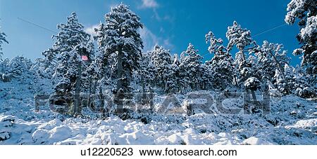 Stock Image - Generic Location, Tranquil Scene, Tree, Frost. Fotosearch