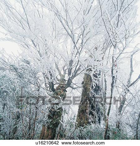 Stock Image - Landscape, Tree, White World, Tranquil Scene, Frost, Outdoor. Fotosearch