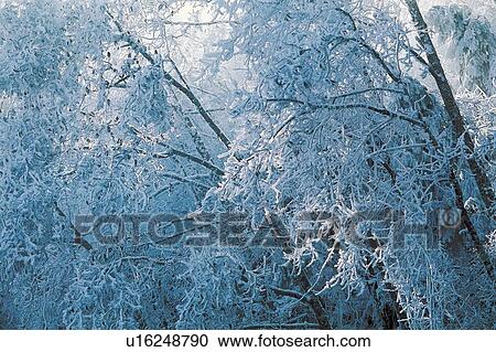 Nature, Forest, Frost, White View Large Photo Image Stock Image - Nature, Forest, Frost, White. Fotosearch