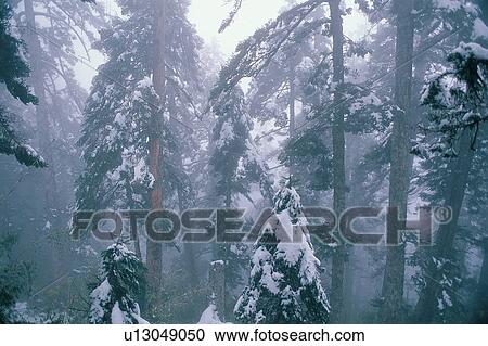 Stock Image - Pine Tree, Evergreen Tree, White World, Fog, Tree Trunk. Fotosearch