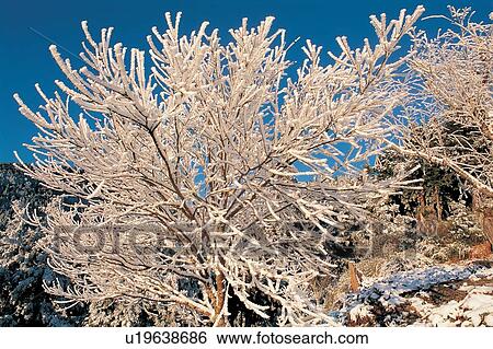 Tranquil Scene, Scenics, Clear Sky, Snow, Nature, White View Large Photo Image Stock Photograph - Tranquil Scene, Scenics, Clear Sky, Snow, Nature, White. Fotosearch