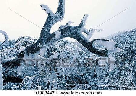 Tree, Outdoor, Day, Tranquil Scene, Scenics, Frost View Large Photo Image Stock Image - Tree, Outdoor, Day, Tranquil Scene, Scenics, Frost. Fotosearch