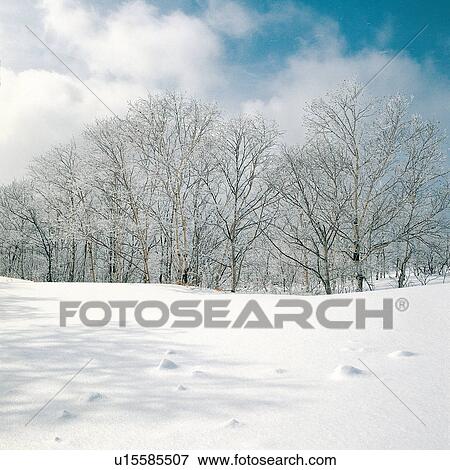 Stock Photo - White, Tree Branch, Winter, Generic Location, Day, Nature, Forest. Fotosearch