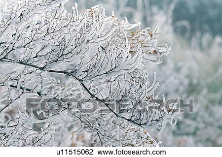 White World, Focus On Foreground, Frost, Non-Urban Scene View Large Photo Image Stock Image - White World, Focus On Foreground, Frost, Non-Urban Scene. Fotosearch