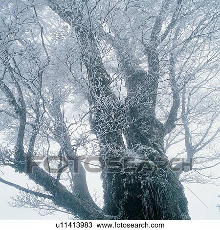 Stock Image - White World, Non-Urban Scene, Nature, Fog, Tree, Bare Tree. Fotosearch