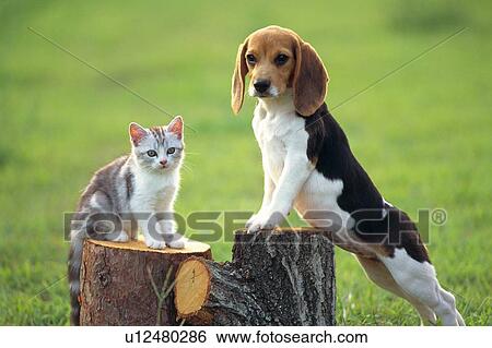 A Beagle and a Cat Standing on a Tree Trunk Outside, Looking Sideways, Front View, Differential Focus View Large Photo Image Stock Photograph - A Beagle and a Cat Standing on a Tree Trunk Outside, Looking Sideways, Front View, Differential Focus. Fotosearch