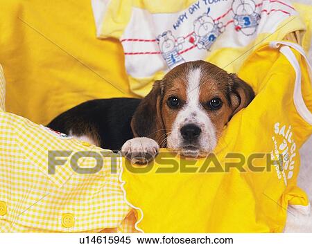 Stock Photography -  a Beagle Lying in a Full Laundry Basket, Front View, Looking at Camera. Fotosearch