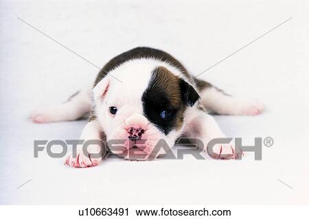 a Bulldog Lying on a White-colored Floor, Looking Sideways, Front View View Large Photo Image Stock Image - a Bulldog Lying on a White-colored Floor, Looking Sideways, Front View. Fotosearch