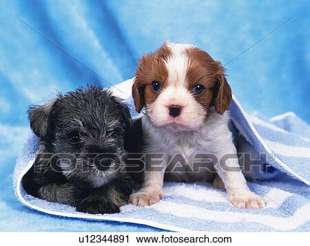 a Cavalier King Charles Spaniel and a Miniature Schnauzer Under a Striped Towel, Looking at Camera, Front View View Large Photo Image Stock Image - a Cavalier King Charles Spaniel and a Miniature Schnauzer Under a Striped Towel, Looking at Camera, Front View. Fotosearch