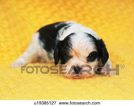 Stock Photo -  a Cavalier King Charles Spaniel, Lying on a Yellow Blanket, Looking at Camera, Front View, Differential Focus. Fotosearch