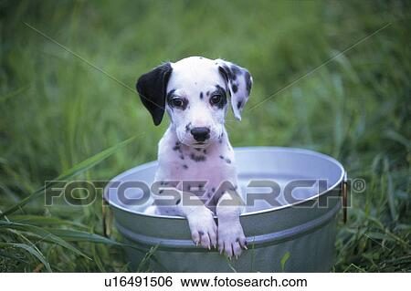 A Dalmatian In a Silvern Bucket Outside, Looking Sideways, High Angle View, Differential Focus View Large Photo Image Stock Photograph - A Dalmatian In a Silvern Bucket Outside, Looking Sideways, High Angle View, Differential Focus. Fotosearch