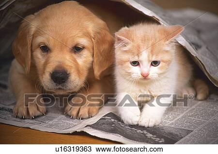 Stock Image -  a Golden Retriever and a Cat, Lying on a Newspaper, Looking Down, Front View. Fotosearch