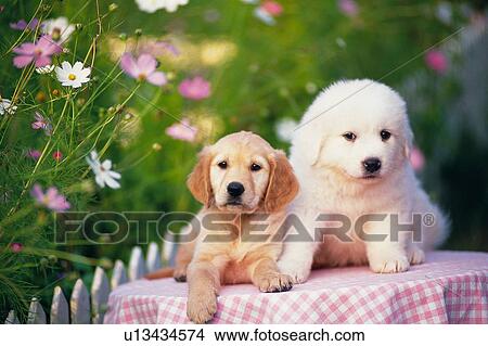 Picture -  a Golden Retriever and a Pyrenean Mountain Dog Lying On a Table Covered With a Pink-colored Blanket, Looking at Camera, Front View, Differential Focus. Fotosearch