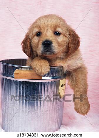 Stock Image -  a Golden Retriever Coming Out From a Silvern Bucket, Looking at Camera, Front View. Fotosearch
