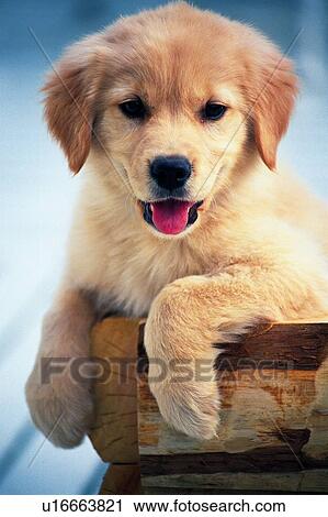 Stock Image -  a Golden Retriever Coming Out of a Wooden Basket, Looking at Camera, Front View, Differential Focus. Fotosearch