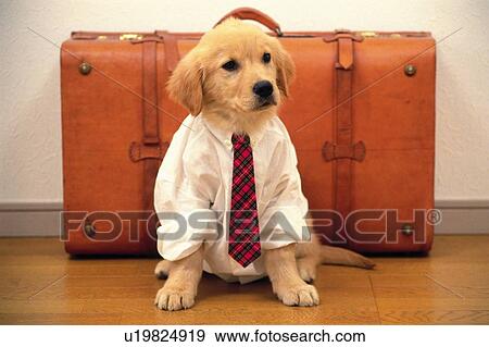 Stock Photo - A Golden Retriever in a White Shirt and a red Tie, Sitting In Front of a Brown Suitcase, Looking Sideways, Front View. Fotosearch