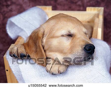 Stock Image -  a Golden Retriever, Sleeping in a Wooden Basket, High Angle View, Differential Focus. Fotosearch