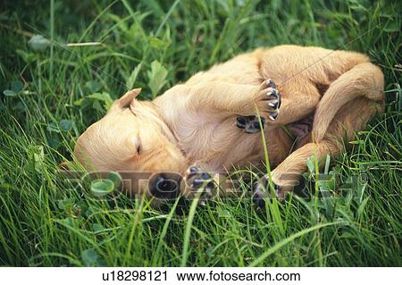 Stock Image -  a Golden Retriever Sleeping in the Grass, High Angle View. Fotosearch
