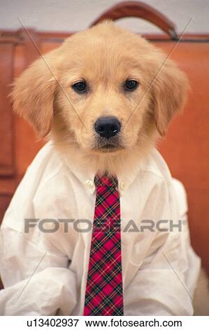 Stock Photo -  a Golden Retriever Wearing a Shirt and a Red Tie, Looking at Camera, Front View. Fotosearch