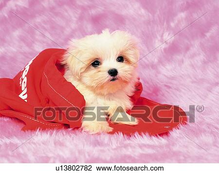 a Maltese Dog, Cuddled in a Red Blanket, Looking at Camera, Front View View Large Photo Image Stock Image - a Maltese Dog, Cuddled in a Red Blanket, Looking at Camera, Front View. Fotosearch