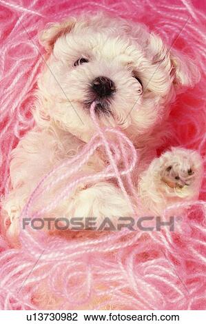 a Maltese Dog, Sleeping on Some Pink Wool, High Angle View View Large Photo Image Stock Image -  a Maltese Dog, Sleeping on Some Pink Wool, High Angle View. Fotosearch