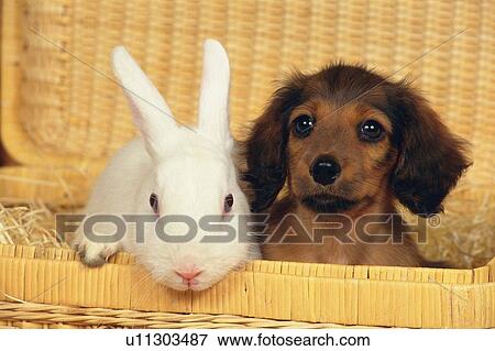 a Miniature Dachshund and a Rabbit Sitting in a Wooden Basket, Looking at Camera, Front View View Large Photo Image Stock Photo - a Miniature Dachshund and a Rabbit Sitting in a Wooden Basket, Looking at Camera, Front View. Fotosearch