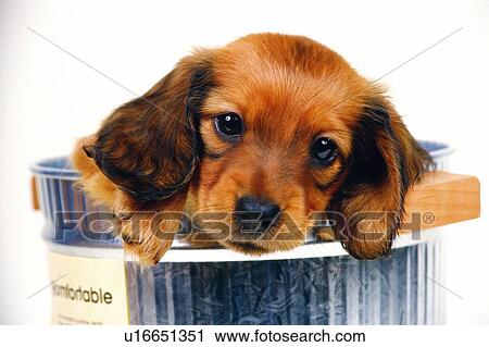 Stock Image -  a Miniature Dachshund Coming Out of a Silvern Can, Looking at Camera, Front View. Fotosearch