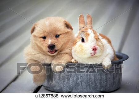 Stock Photo -  a Puppy and a Rabbit Sitting in a Silvern Bowl, Looking at Camera, Front View, Differential Focus . Fotosearch