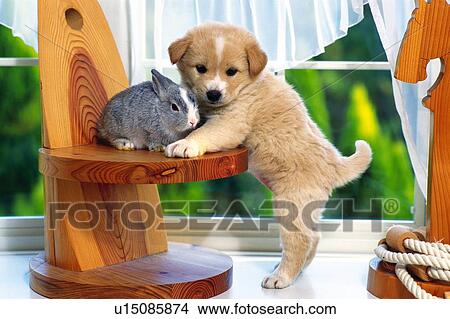 Picture - A Puppy and a Rabbit, The Rabbit Sitting on a Wooden Stool, the Puppy Leaning on it, Looking Sideways, Front View. Fotosearch