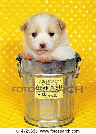 Stock Photography -  a Puppy Coming Out From a Silvern Can, Front View, Looking at Camera. Fotosearch