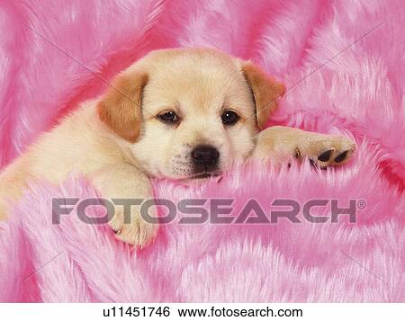 a Puppy, Cuddled in a Pink Fluffy Fabric, Looking and Camera, Front View View Large Photo Image Stock Photograph - a Puppy, Cuddled in a Pink Fluffy Fabric, Looking and Camera, Front View. Fotosearch
