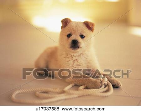 a Puppy, Holding a White Rope in His Hands, Looking at Camera, Front View View Large Photo Image Stock Photo - a Puppy, Holding a White Rope in His Hands, Looking at Camera, Front View. Fotosearch