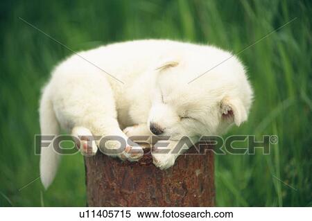 a Puppy Sleeping on a Tree Trunk, Front View, Differential Focus View Large Photo Image Stock Photography - a Puppy Sleeping on a Tree Trunk, Front View, Differential Focus. Fotosearch