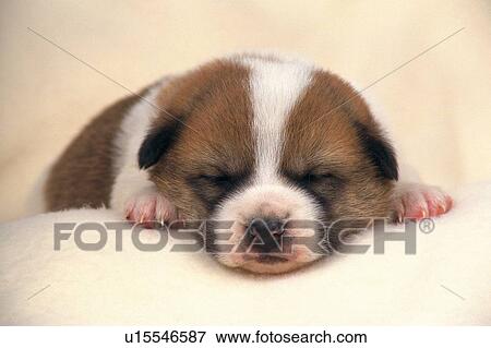 a Puppy Sleeping on a White Fluffy Carpet, Front View, Differential Focus View Large Photo Image Stock Photo - a Puppy Sleeping on a White Fluffy Carpet, Front View, Differential Focus. Fotosearch