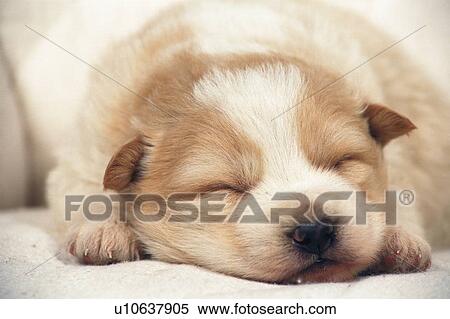a Puppy Sleeping on a White Fluffy Carpet, Front View, Differential Focus View Large Photo Image Stock Photography - a Puppy Sleeping on a White Fluffy Carpet, Front View, Differential Focus. Fotosearch