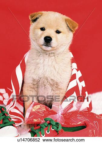 Stock Image -  a Puppy Under a Striped Towel and Other Red-colored Objects, Front View, Looking at Camera. Fotosearch