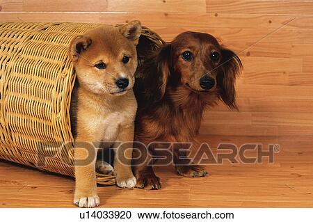 A Shiba Inu and a Miniature Dachshund Coming Out of a Basket Placed On a Wooden Floor, Looking Sideways, Side View View Large Photo Image Stock Image - A Shiba Inu and a Miniature Dachshund Coming Out of a Basket Placed On a Wooden Floor, Looking Sideways, Side View. Fotosearch