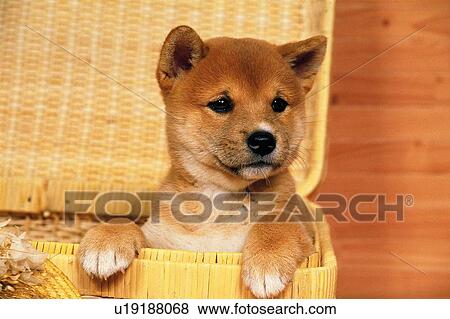 Stock Photo -  a Shiba Inu Sitting in a Wooden Basket Looking Sideways, Front View. Fotosearch