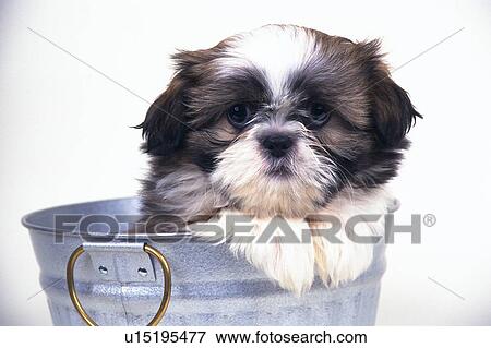 A Shih Tzu Coming Out of a Silvern Bucket, Looking at Camera, Front View View Large Photo Image Stock Photo - A Shih Tzu Coming Out of a Silvern Bucket, Looking at Camera, Front View. Fotosearch