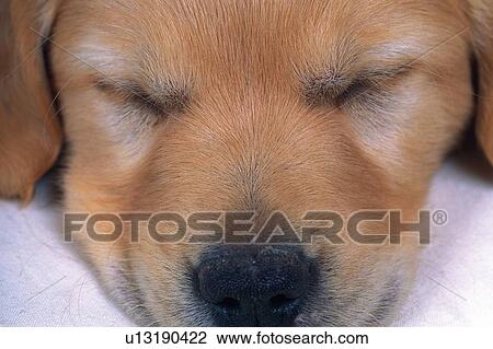 Stock Image -  a Sleeping Golden Retrievers Face, Front View. Fotosearch