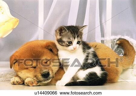 a Sleeping Puppy and a Cat In Front of a White Curtain, Front View View Large Photo Image Stock Photograph - a Sleeping Puppy and a Cat In Front of a White Curtain, Front View. Fotosearch