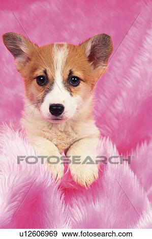 Stock Photo -  a Welsh Corgi Covered in a Pink-colored Fluffy Blanket, Looking at Camera, Front View. Fotosearch