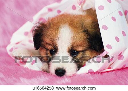 a Welsh Corgi Covered in a Pink-spotted Blanket, Looking Down, Front View, Differential Focus View Large Photo Image Stock Photo - a Welsh Corgi Covered in a Pink-spotted Blanket, Looking Down, Front View, Differential Focus. Fotosearch