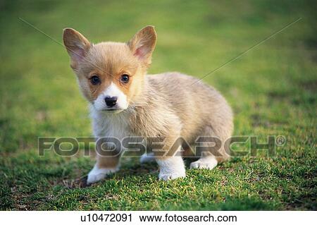 Stock Image -  a Welsh Corgi Walking On Grass, Looking at Camera, Front View, Differential Focus. Fotosearch